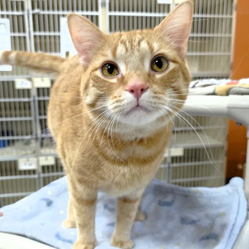 Simba thumbnail 3