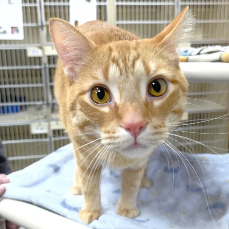 Simba thumbnail 4