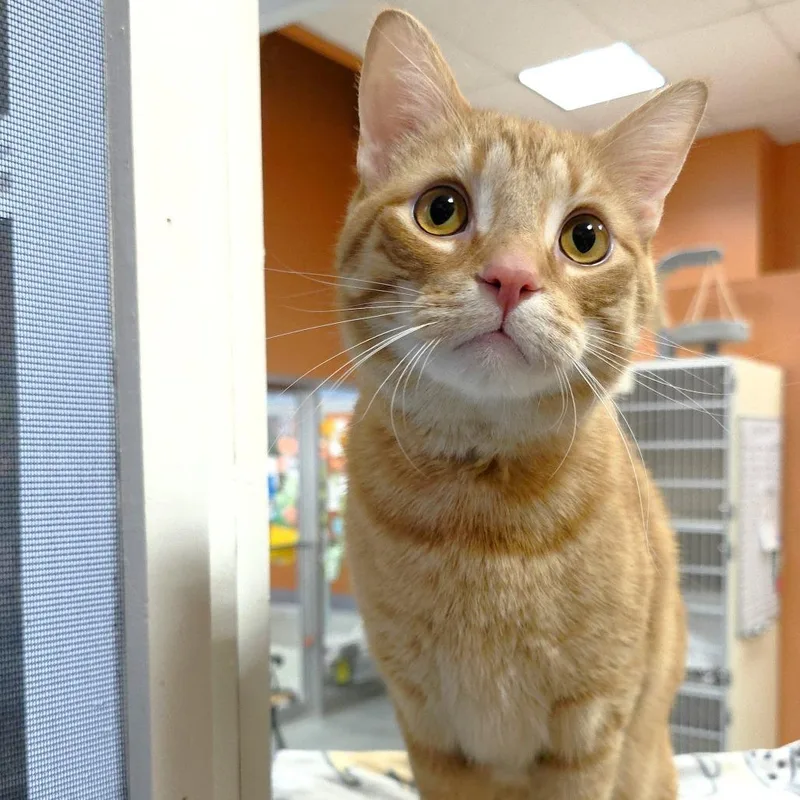 Simba thumbnail 5