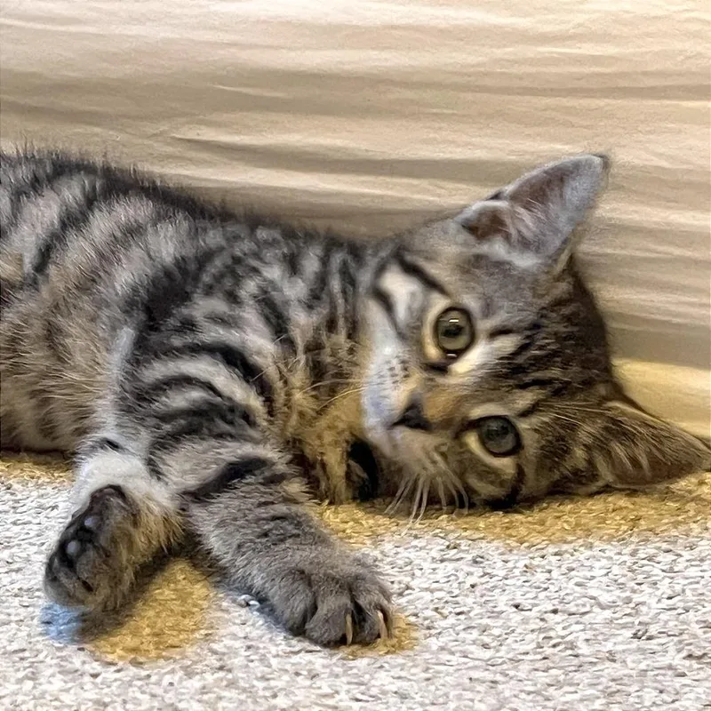 A baby small-sized female Black Domestic Short Hair cat named Chip for adoption in Pleasant Hill, CA
