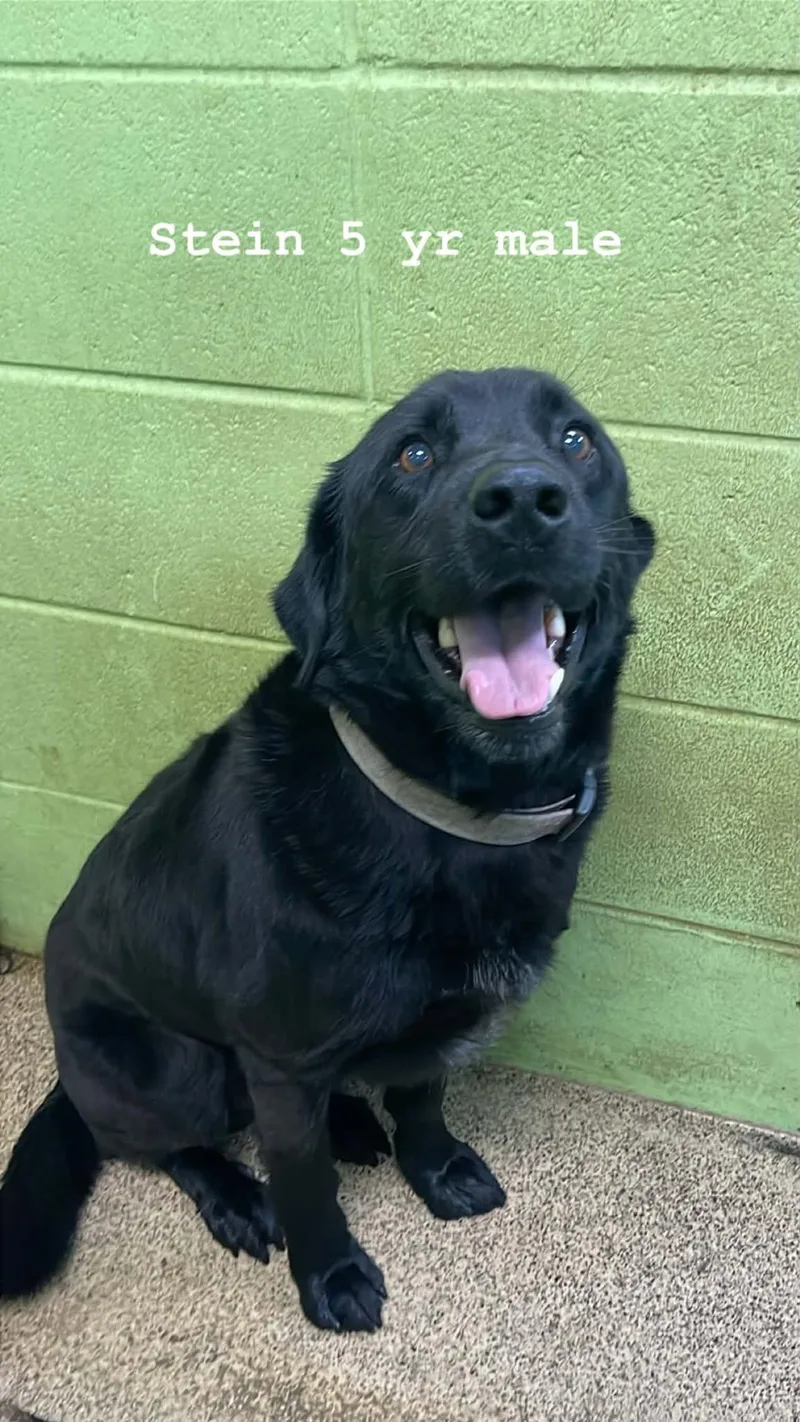 An adult medium-sized male Black Labrador Retriever dog named Stein for adoption in Fort Payne, AL