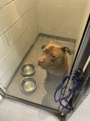A young large-sized male Mixed Breed dog named Jiminy Cricket for adoption in West Palm Beach, FL