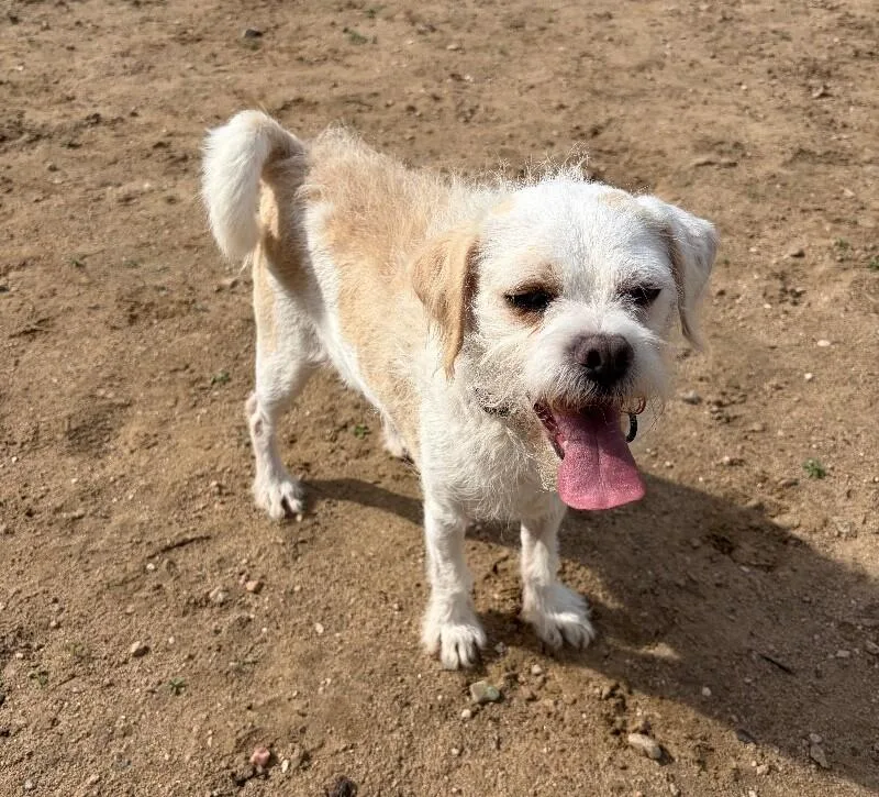 An adult small-sized male Pug dog named Poblano for adoption in Windsor, CO