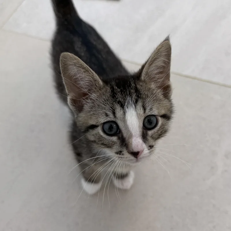 A baby medium-sized male Domestic Short Hair cat named Whitaker for adoption in Evanston, IL