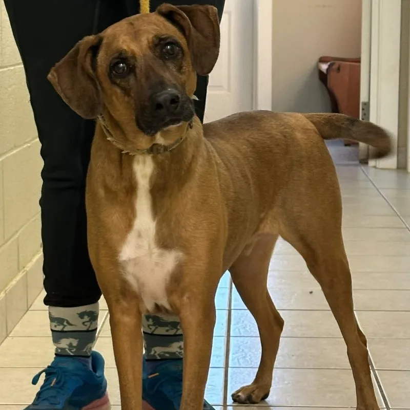 An adult medium-sized male Foxhound dog named Finnigan for adoption in Chesapeake City, MD