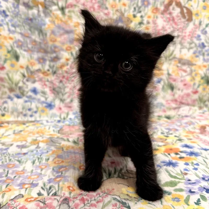 A baby small-sized female Black Domestic Medium Hair cat named Lotus for adoption in Delaware, OH