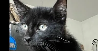 A baby small-sized male Black Domestic Short Hair cat named Basil for adoption in Anoka, MN