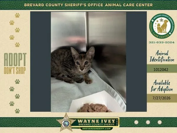 A baby medium-sized female Domestic Short Hair cat named Cleo for adoption in Melbourne, FL