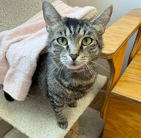 An adult medium-sized female Tabby (Brown / Chocolate) Domestic Short Hair cat named Tulip for adoption in Medina, OH