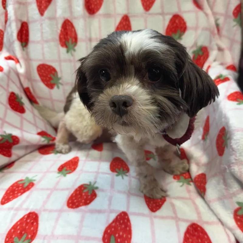 A senior small-sized female Brown / Chocolate Shih Tzu dog named Tiny for adoption in Kittanning, PA