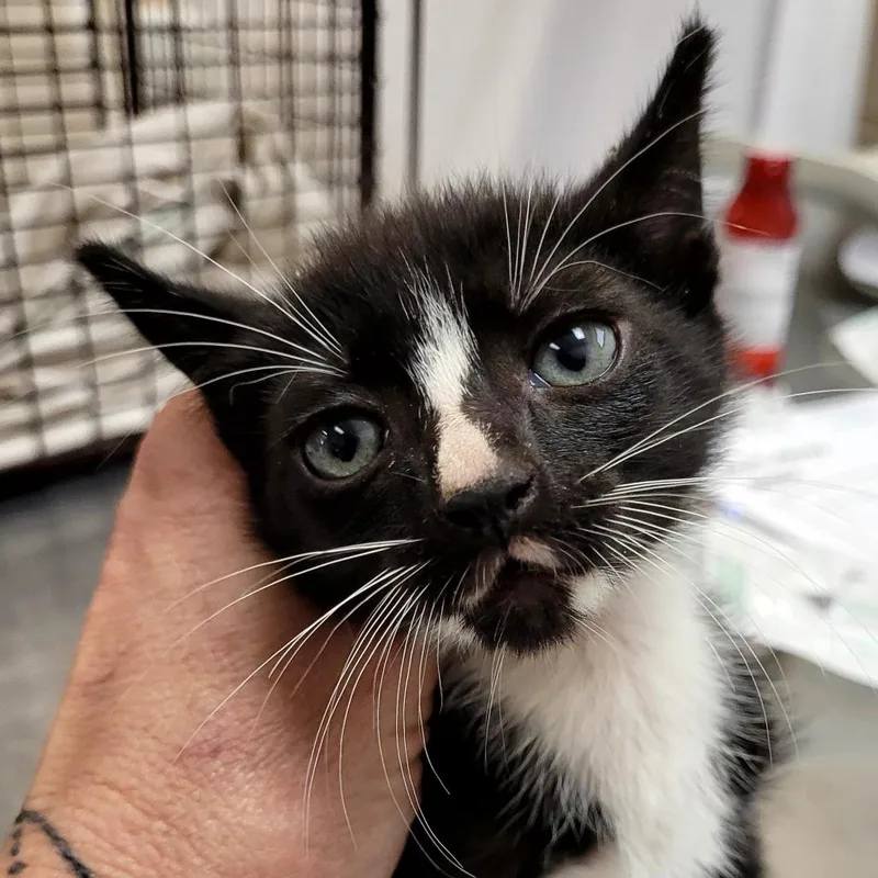 A baby small-sized male Black Domestic Short Hair cat named SCFLStray_ for adoption in Lake Panasoffkee, FL