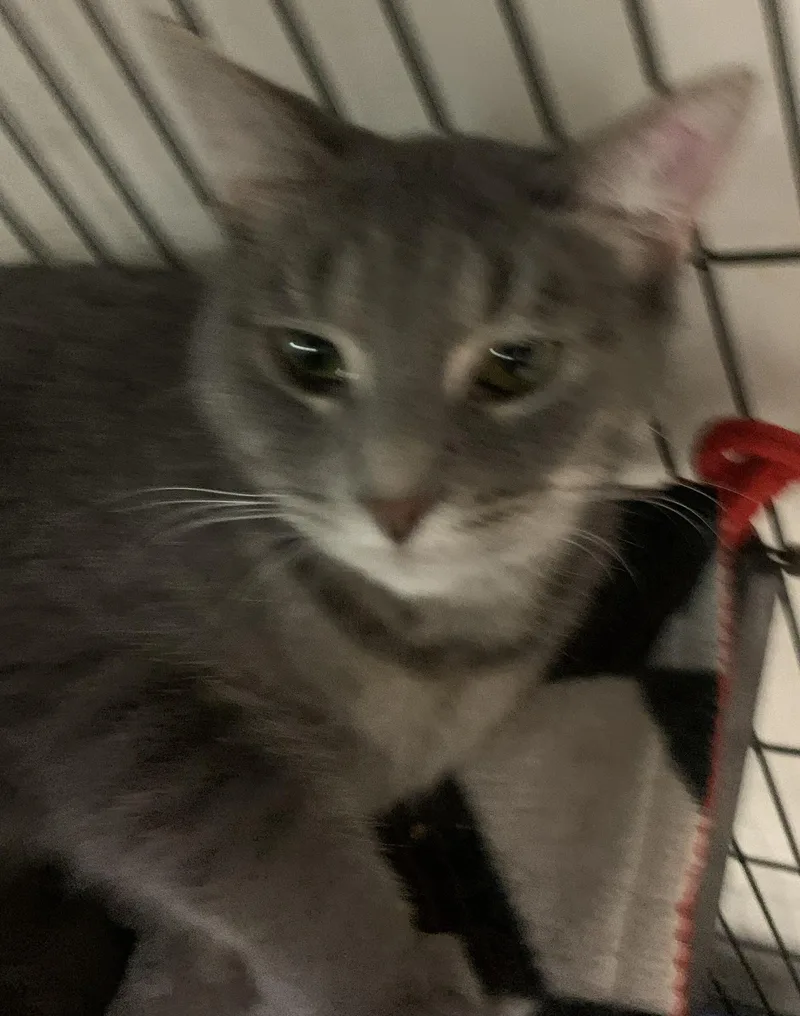An adult medium-sized female Tabby (Gray / Blue / Silver) Domestic Short Hair cat named Wicket for adoption in Milwaukee, WI