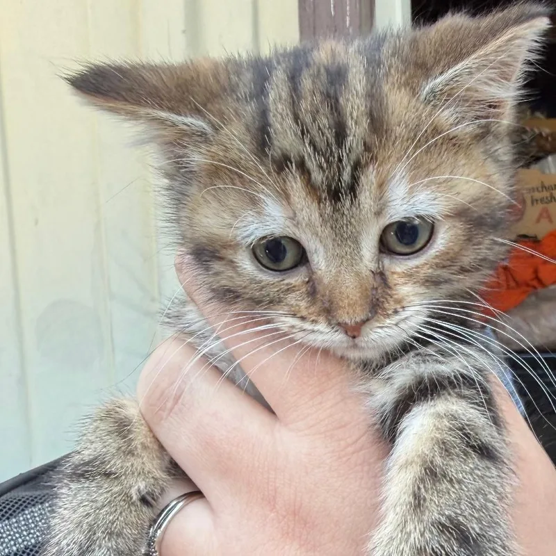 A baby small-sized female Brown / Chocolate Domestic Short Hair cat named Roo for adoption in Lancaster, OH