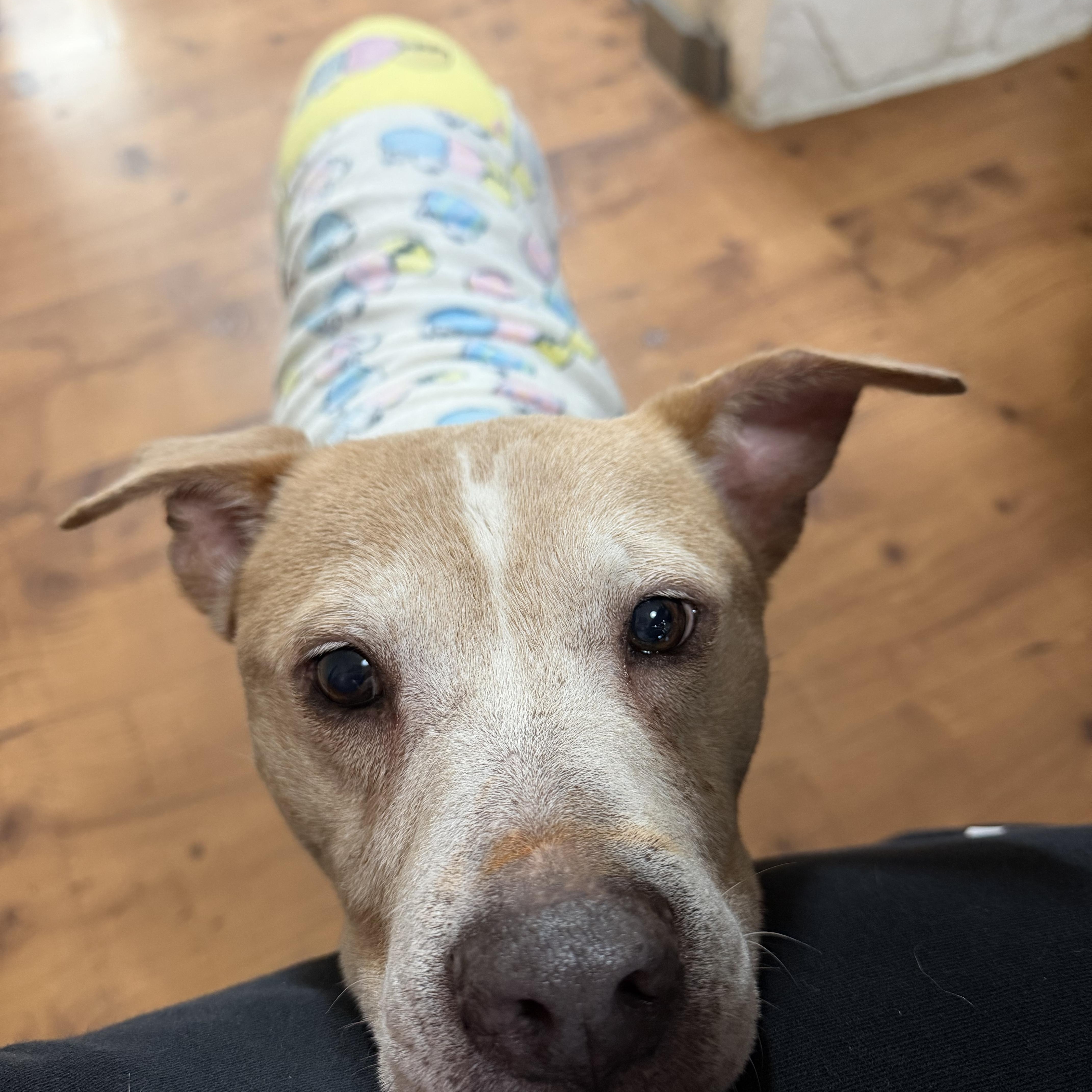 Josefino thumbnail 2