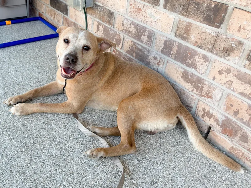 An adult medium-sized male Apricot / Beige Shepherd dog named Josefino for adoption in Mico, TX