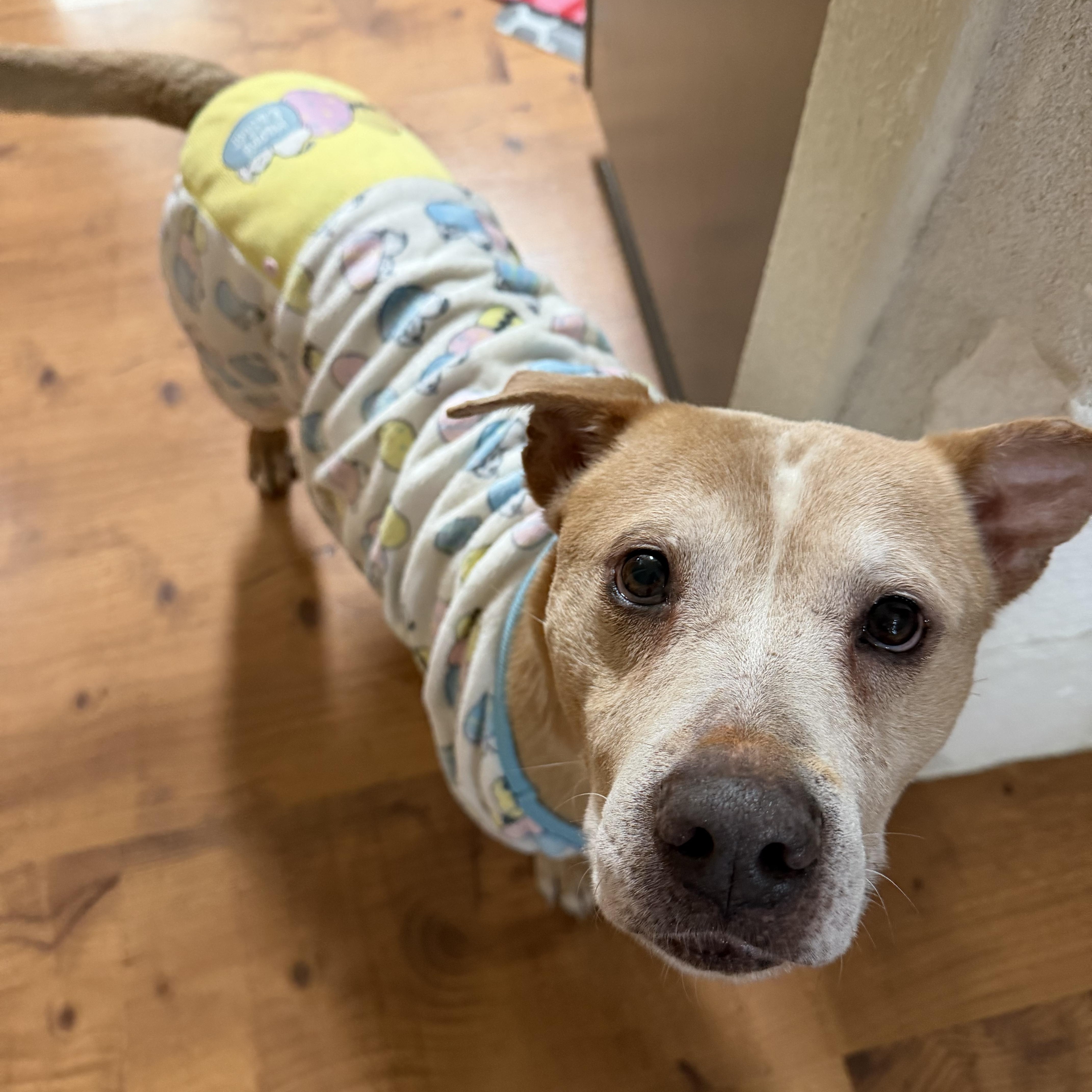 Josefino thumbnail 4