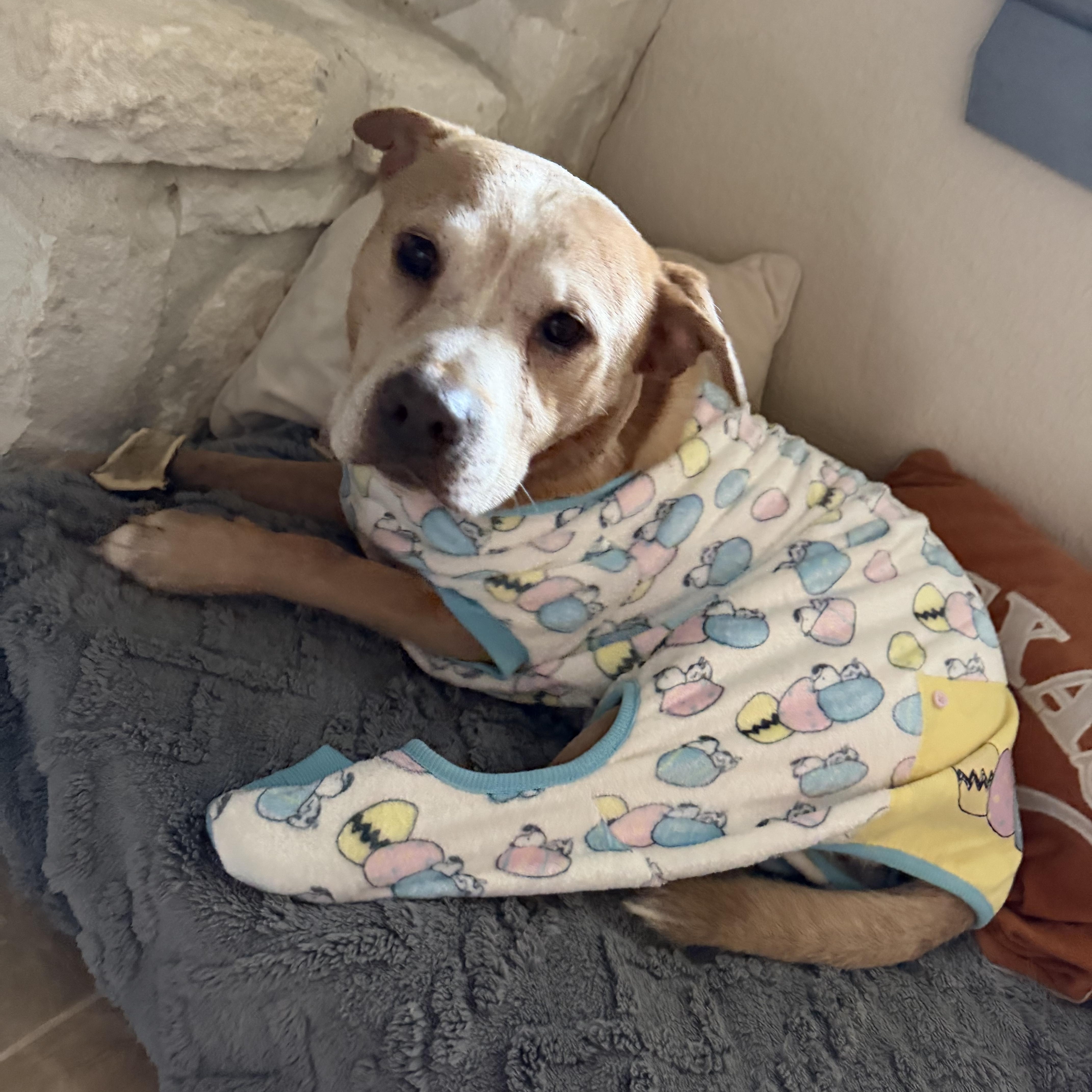 Josefino thumbnail 5