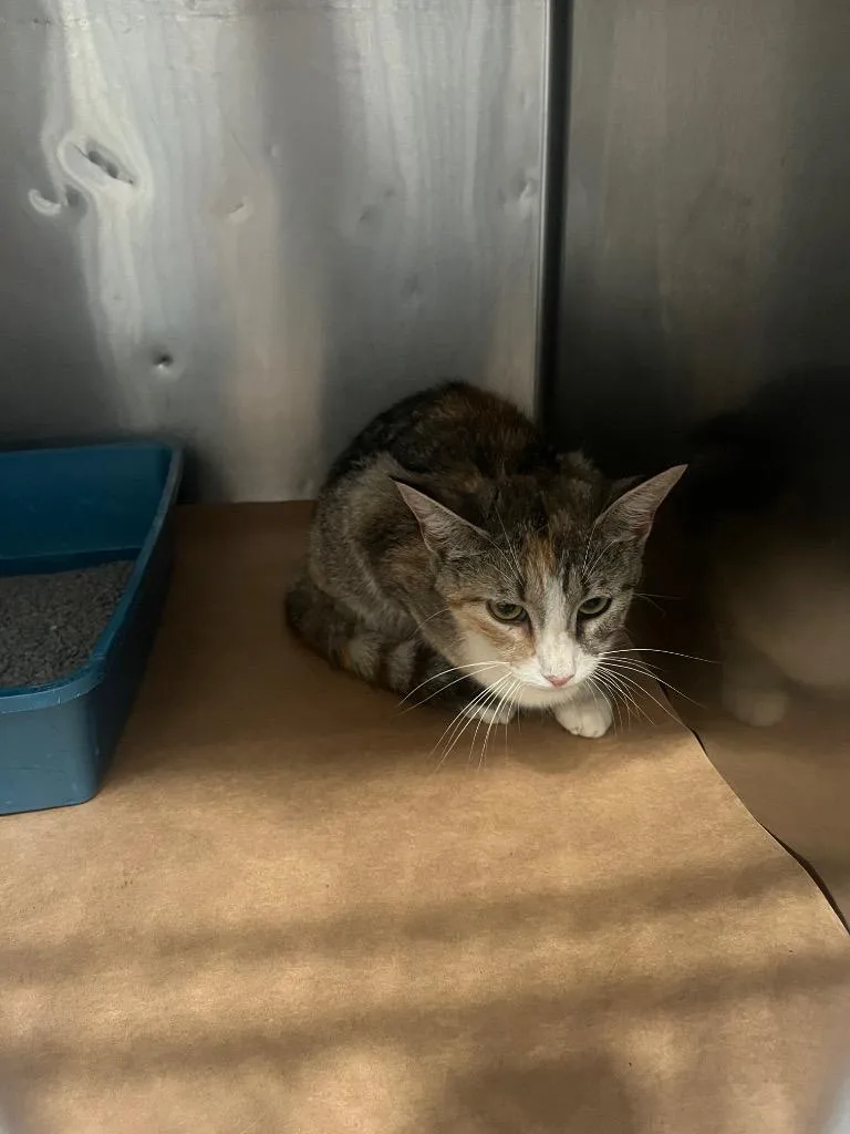 A young large-sized female Domestic Short Hair cat named Elaith for adoption in Cartersville , GA