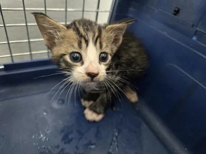 A baby small-sized male Domestic Short Hair cat named Soupy for adoption in Cumming, GA