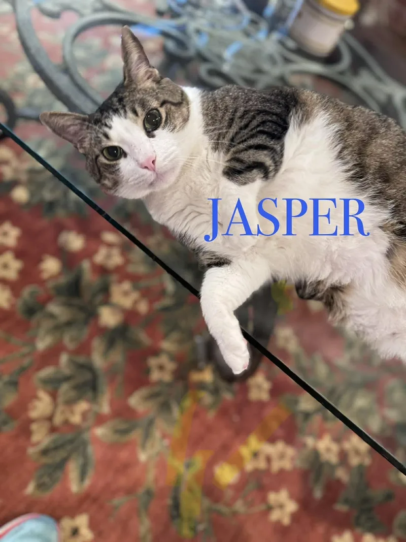 An adult large-sized male Domestic Short Hair cat named Jasper for adoption in Randolph, AL