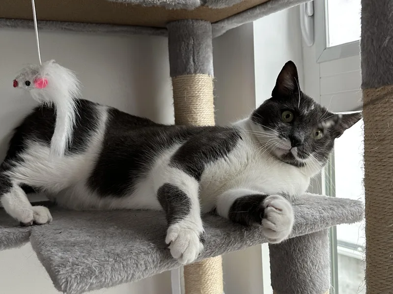 An adult medium-sized male Gray & White Domestic Short Hair cat named Nori for adoption in Sherman Oaks, CA