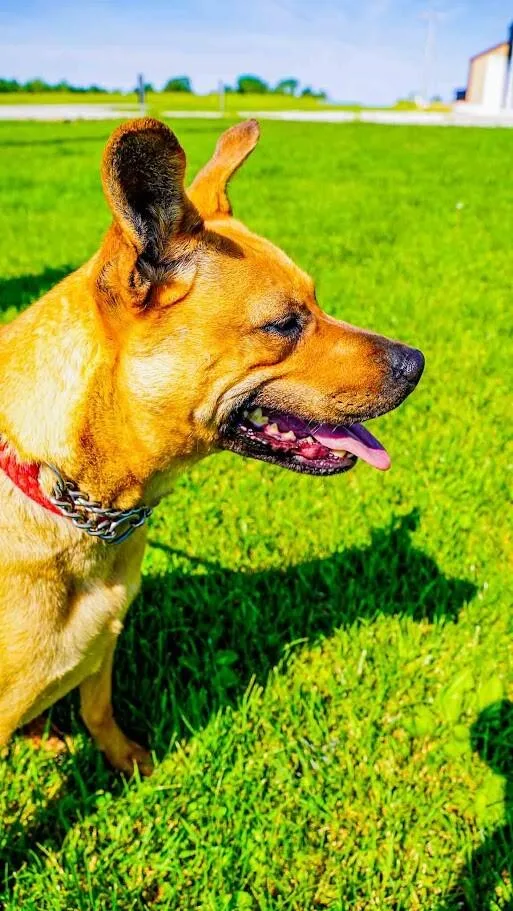 An adult medium-sized female Red / Chestnut / Orange Terrier dog named Stormy for adoption in Kenton, OH