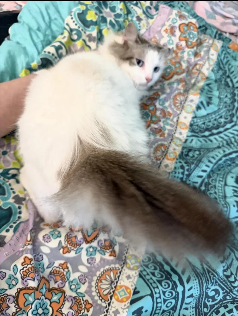 Hera