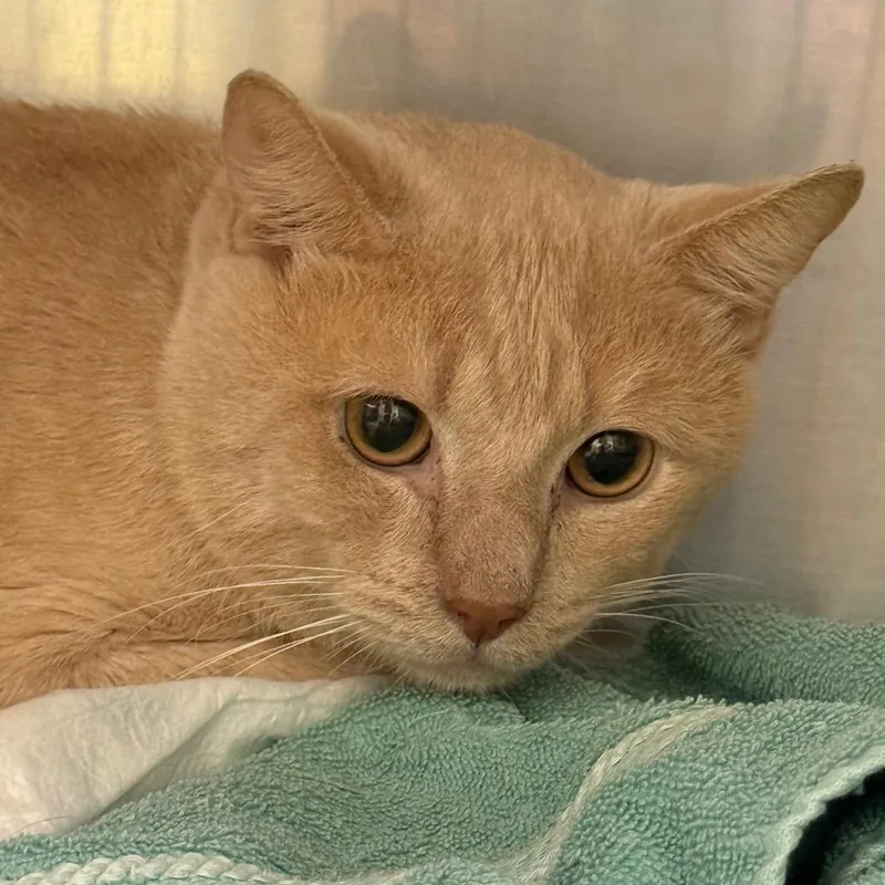 An adult medium-sized male Domestic Short Hair cat named Jb for adoption in Perkiomenville, PA