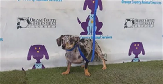 A young small-sized female Chihuahua dog named Ruby for adoption in Orlando, FL