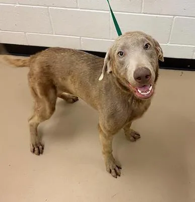 A young medium-sized female Brown / Chocolate Mixed Breed dog named Nerapolitan for adoption in Nashville, TN