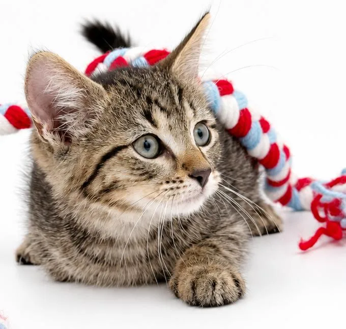 A baby small-sized male Tabby (Leopard / Spotted) Tabby cat named Max is maximum love for adoption in Bedford Hills, NY