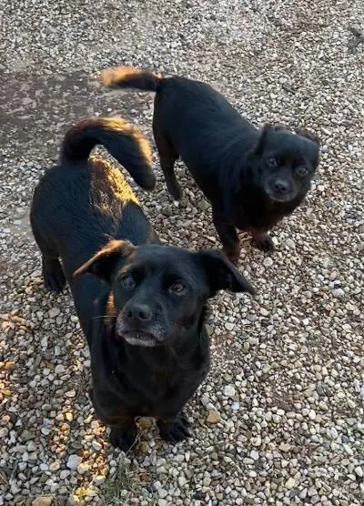A senior small-sized male Black Dachshund dog named Pickles and Tiny for adoption in Post, TX