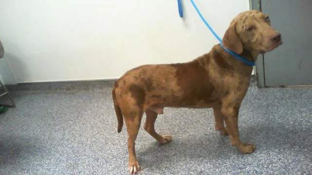 A young medium-sized male Mixed Breed dog named Snickers for adoption in Charlotte, NC