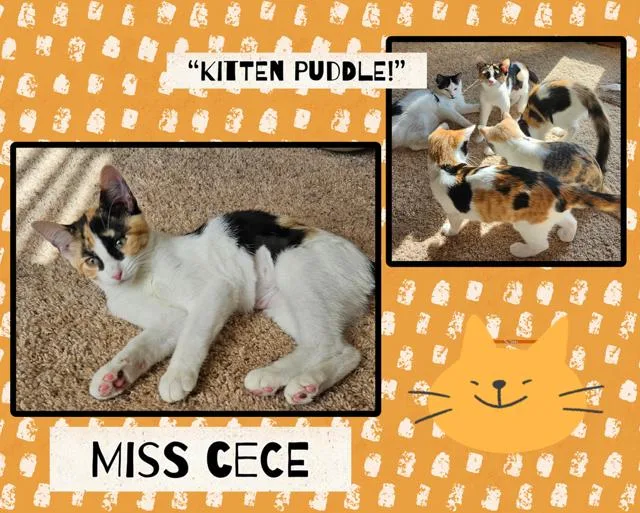 A baby medium-sized female Calico Domestic Short Hair cat named CeCe for adoption in Kearney, NE