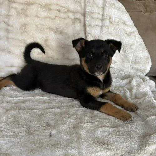 Gummybear thumbnail 5