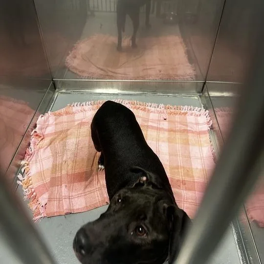 An adult medium-sized female Black Mixed Breed dog named International Diva for adoption in Davenport, IA
