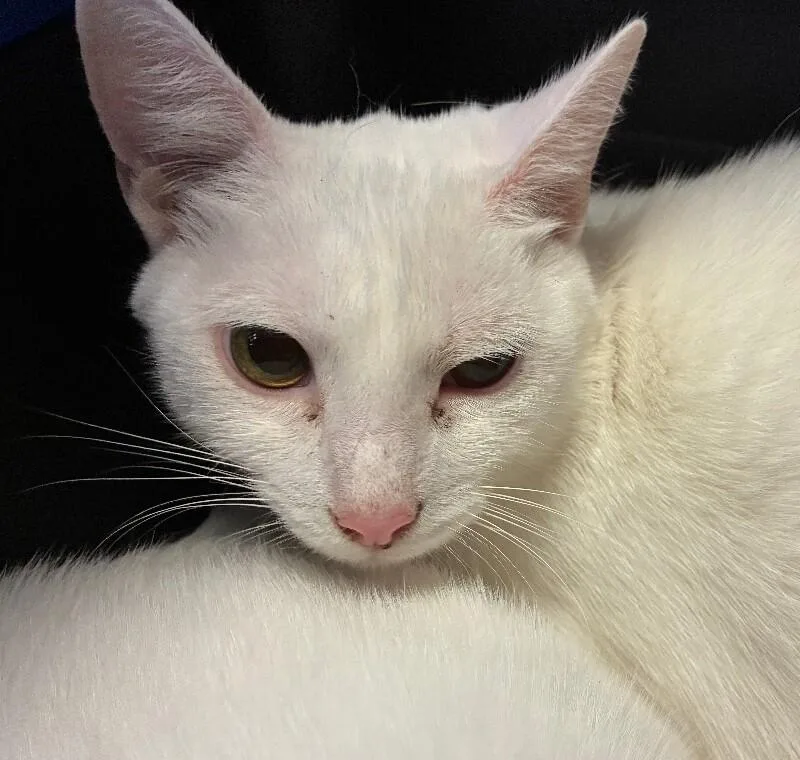 An adult medium-sized male Domestic Short Hair cat named Moxie for adoption in Cincinnati, OH