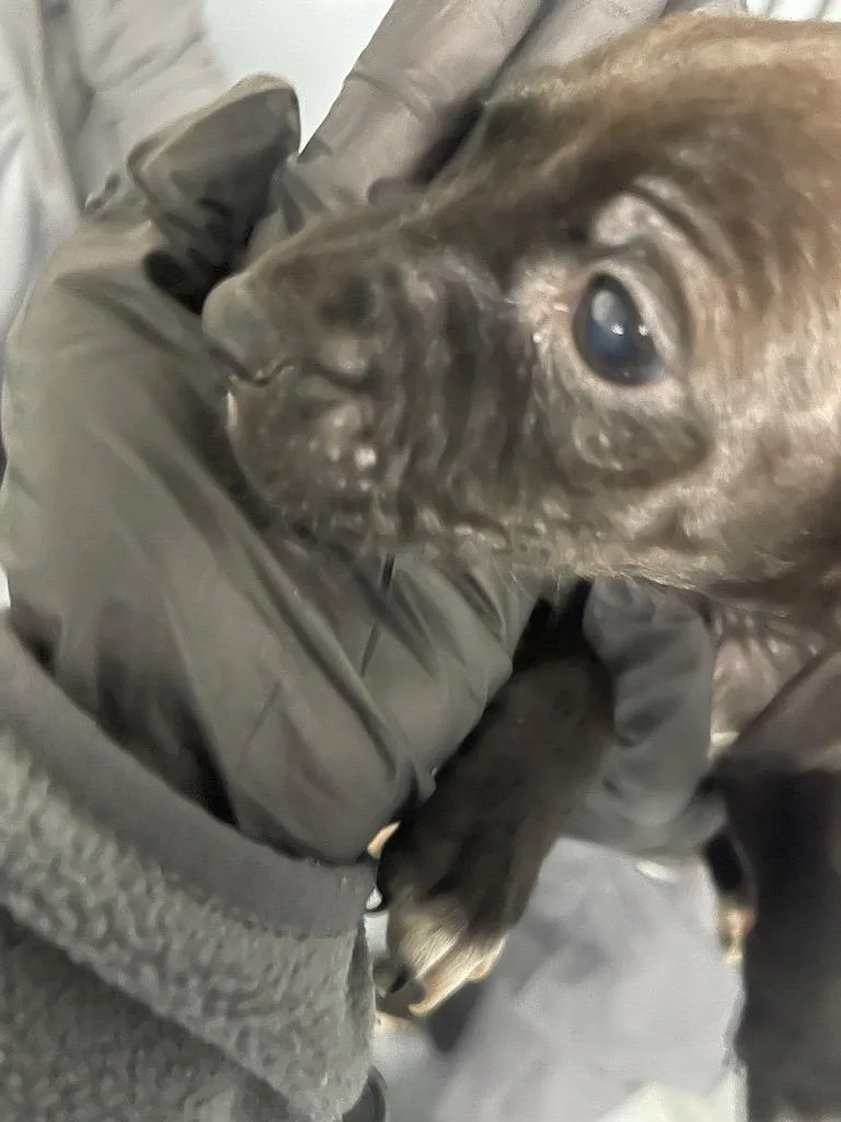A baby large-sized male Mixed Breed dog named Haven for adoption in Cartersville , GA