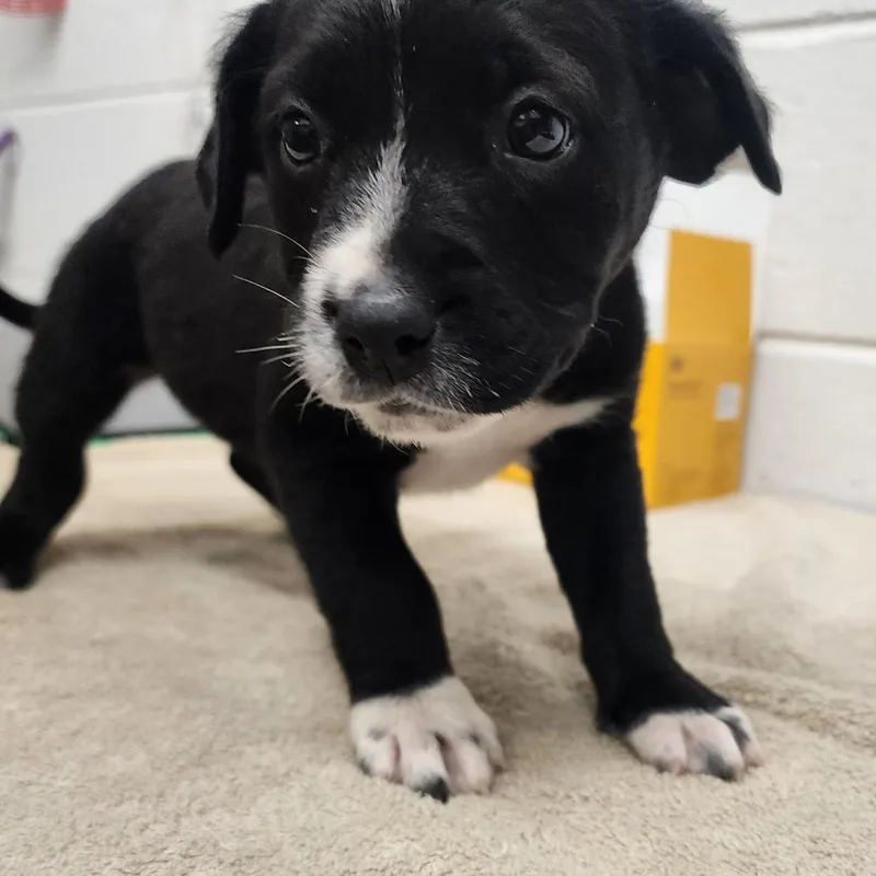 A baby small-sized female Black Mixed Breed dog named Jaida for adoption in Evensville, TN