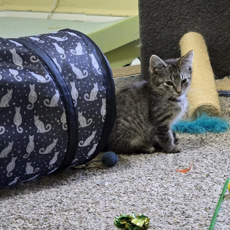 A baby small-sized male Brown / Chocolate Domestic Short Hair cat named Gilbert for adoption in Minneapolis, MN