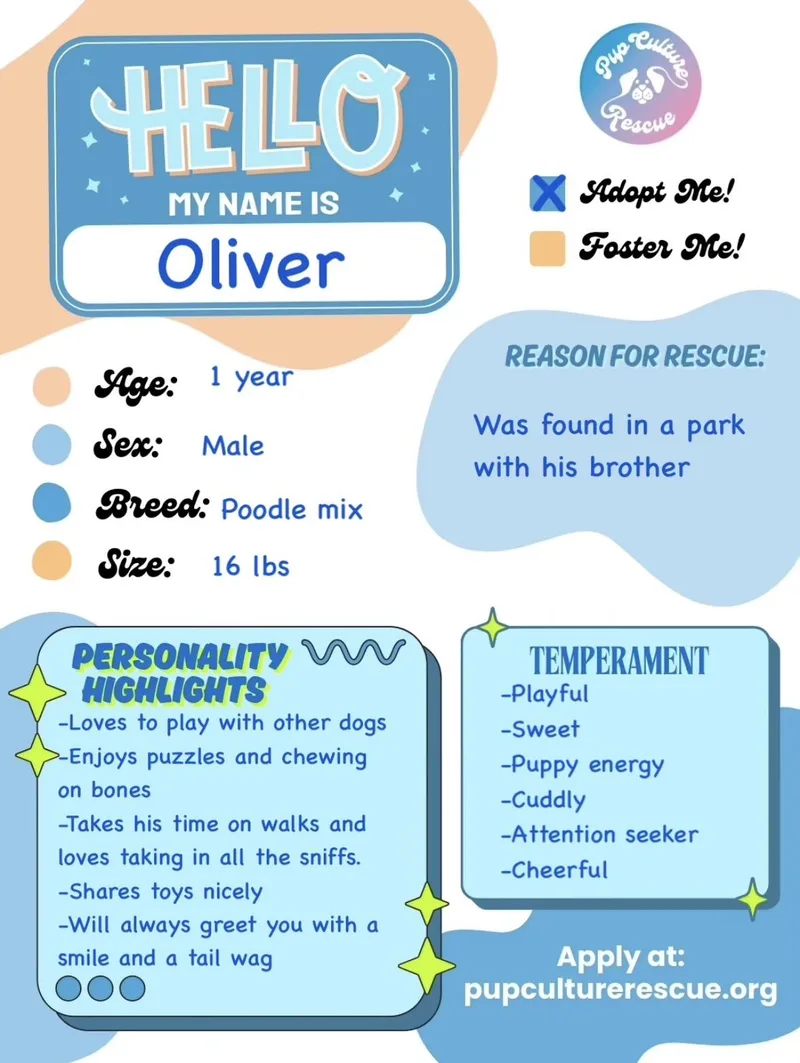 A young small-sized male White / Cream Miniature Poodle dog named Oliver for adoption in Pasadena, CA