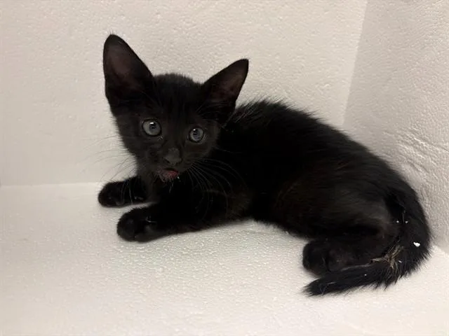 A baby small-sized male Domestic Short Hair cat named Augie for adoption in Ontario, CA