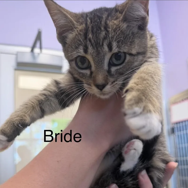 A baby small-sized female Black Domestic Short Hair cat named Bride for adoption in Madisonville, TN