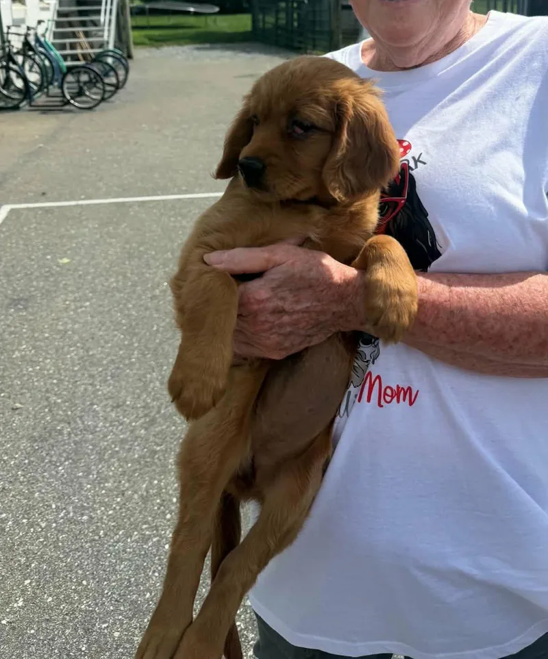 A baby small-sized female Golden Retriever dog named Lenora for adoption in Havertown, PA
