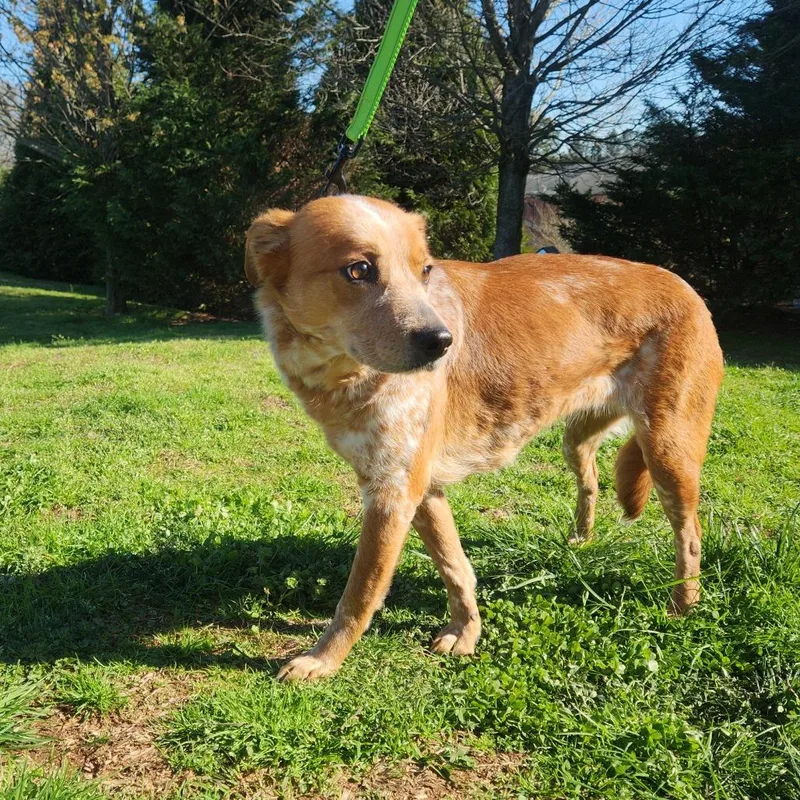 An adult medium-sized female Cattle Dog dog named Aphrodite for adoption in Cumming, GA
