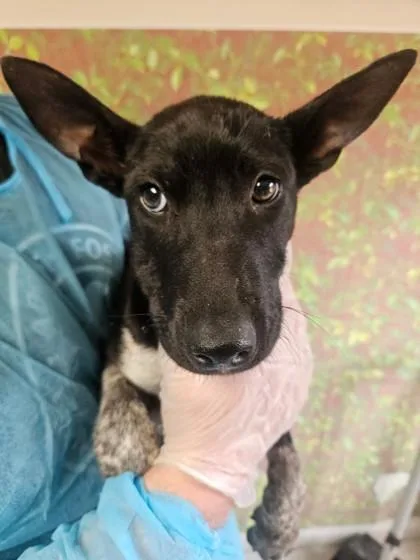 A young small-sized female Shepherd dog named Wally for adoption in San Antonio, TX