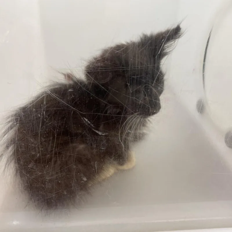 A baby small-sized female Black Domestic Medium Hair cat named StraySaintMarysRoad for adoption in Columbus, GA