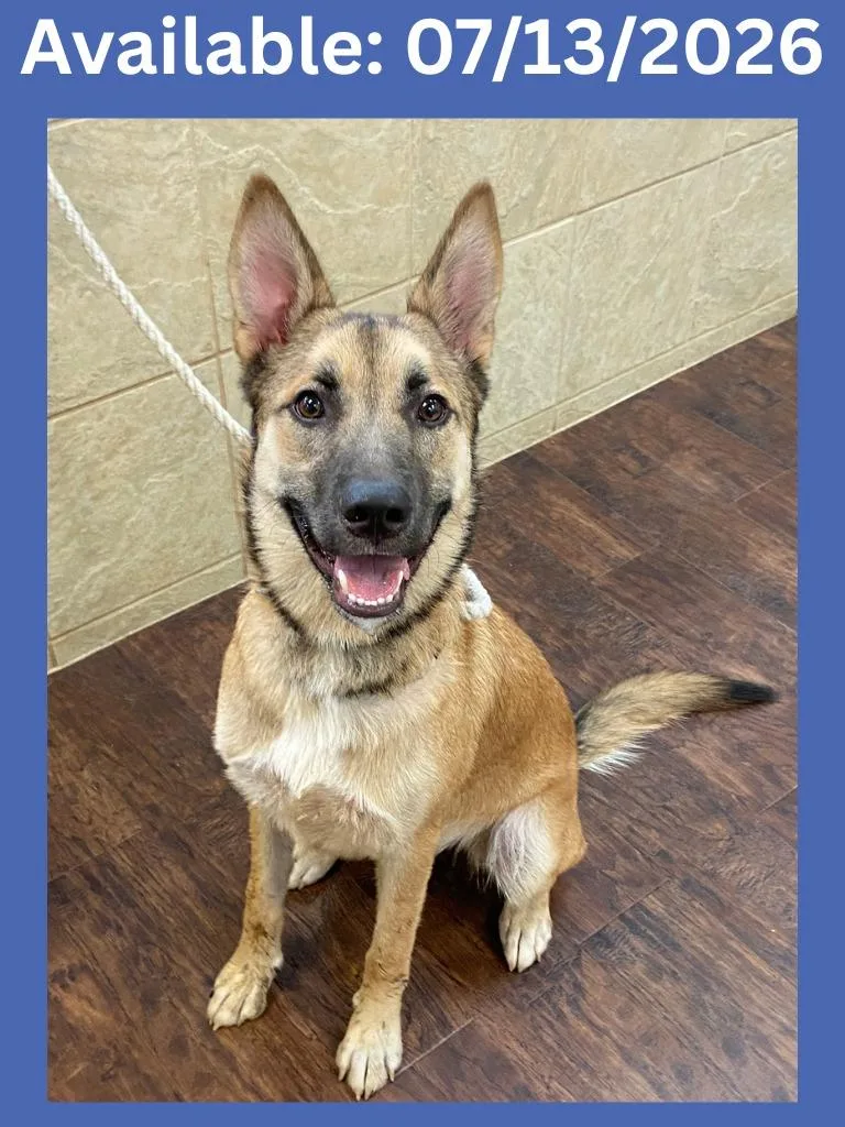 A baby large-sized male German Shepherd Dog dog named Dog Kennel Bartholomew for adoption in Greenville, TX