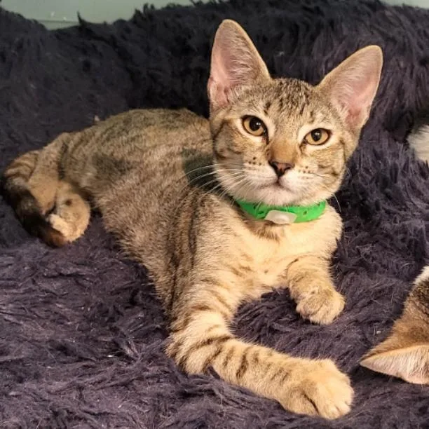 An adult small-sized female Domestic Short Hair cat named Katreena for adoption in Aiea, HI