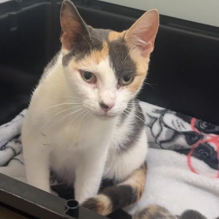 An adult medium-sized female Calico Domestic Short Hair cat named Fortnite for adoption in Wilmington, DE